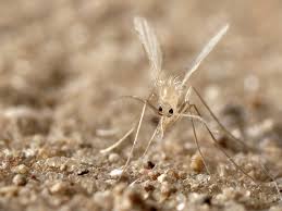 مكافحة الناموس